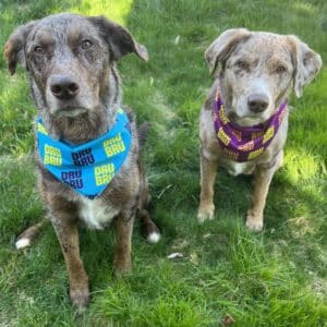 DRU BRU - Dog Bandana